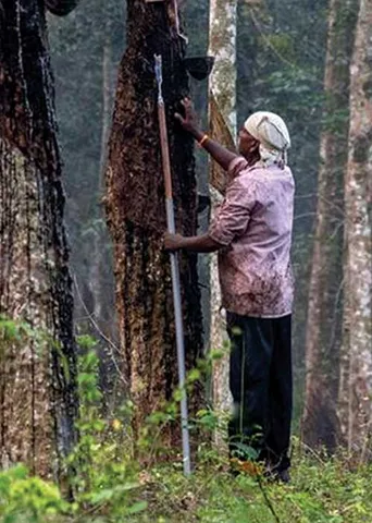 உரிமைகளை ஜவ்வாய் இழுக்கும் அதிகாரிகள்! -அல்லல்படும் ரப்பர் தொழிலாளர்கள்!