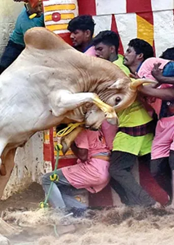 ஜல்லிக்கட்டு மாற்றமா? ஏமாற்றமா?