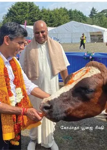 காலை வாரிய கோமாதா! ரிஷி சுனக் தோல்வி ஏன்?