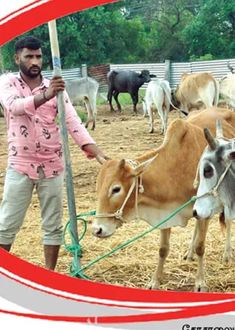 மாடு திருடிய கோசாலை! அம்பலம்படுத்திய நீதிமன்றம்!