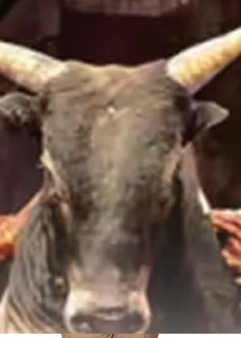 ஜல்லிக்கட்டில் தீண்டாமையா? மறுக்கும் மாடுபிடிவீரர் தமிழரசன்!