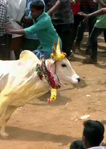 திமில்!  அடங்காத காளைகளின் ஆடுகளம்!  -ல.ராஜ்குமார்  11.