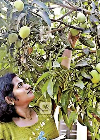 தேன்மா விழுந்தது - உண்ணிகிருஷ்ணன் தமிழில் : சுரா