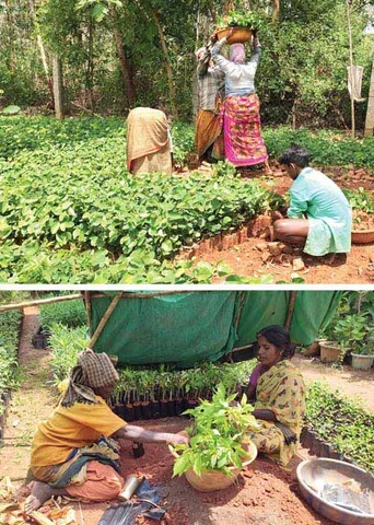 கள்ளச்சாராயம் டூ மரக்கன்று!  பலே கல்லுக்குடியிருப்பு!