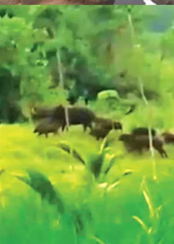 காட்டுப் பன்றிகளால் அழிந்துவரும் விவசாயம்! அதிகாரிகள் மெத்தனம்!