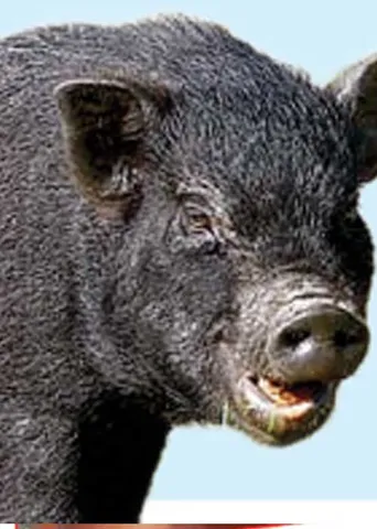 பன்றிகளிடமிருந்து காப்பாற்றுங்கள்! -பதறும் விவசாயிகள்!