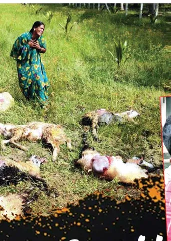 பலியான ஆடுகள்! கடித்துக் குதறும் நாய்கள்! -விவசாயிகள் கண்ணீர்