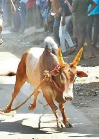 எருது திருவிழா! -வட தமிழகத்தின் பாரம்பரிய விழா!