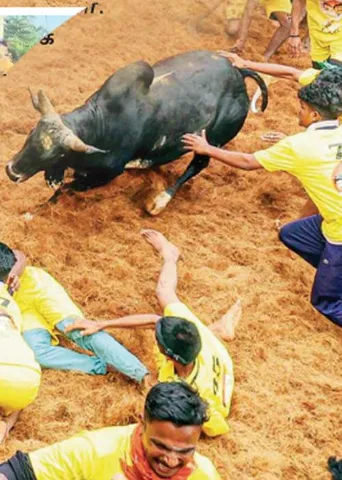 வீரத்தமிழச்சிகள்! - மதுரை ஜல்லிக்கட்டு பரபரப்பு!