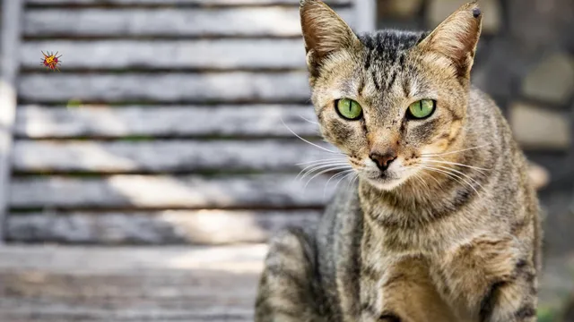WTF! Five Dead in Attempt to Rescue Cat from Abandoned Well