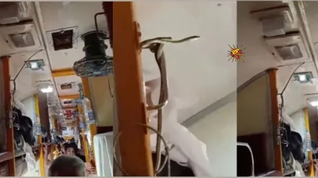 Viral Video: Snake Causes Panic in AC Coach of Jabalpur-Mumbai Garib Rath Express