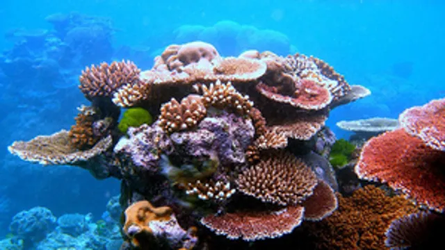 Australia’s Great Barrier Reef suffers major coral loss due to climate change
