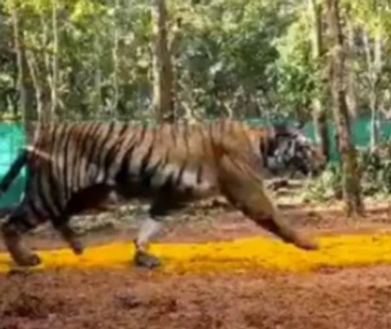 Efforts to tranquilise Zeenat, which strayed to Bengal, yet to succeed: Odisha Forest Department