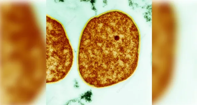 Indian scientists find survival strategies of some primitive organisms on Earth