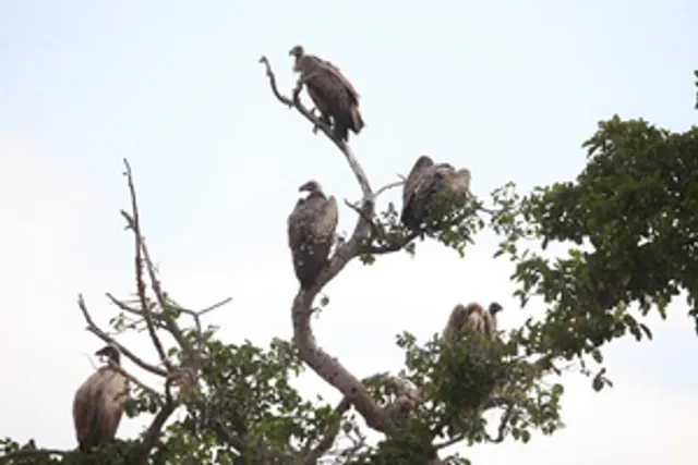 Vultures provide ecosystem services worth $1.8 billion annually in southern Africa: Report