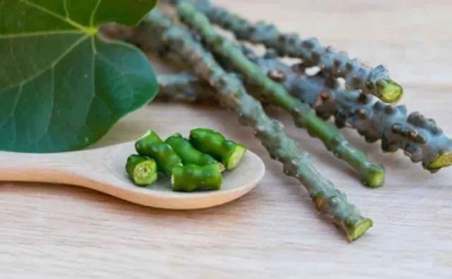 Global research on giloy surges over 375 pc in last 10 years: Ayush Ministry