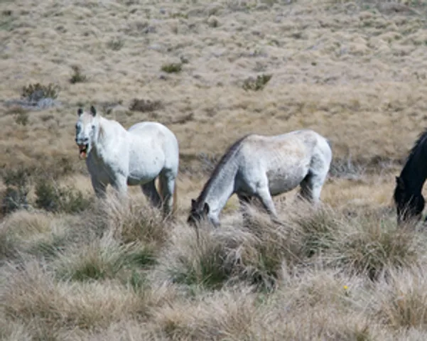 Australian state ends aerial shooting of wild horses