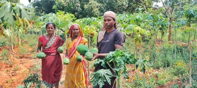 Odisha’s green papaya finds global markets; tribal women setting examples of self-reliance