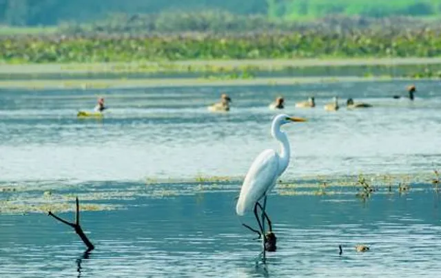 SC to examine plea against encroachment of Andhra's Kolleru Lake