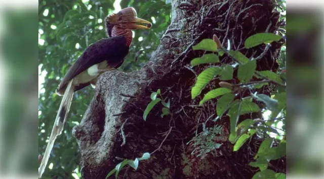 Heat extremes cause steep population declines in tropical birds: Study