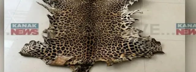 Odisha STF nabs two in Bhubaneswar during ₹2.5 lakh leopard skin deal