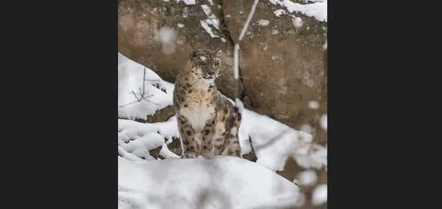 Himachal Pradesh gets funds to conserve snow leopard habitat