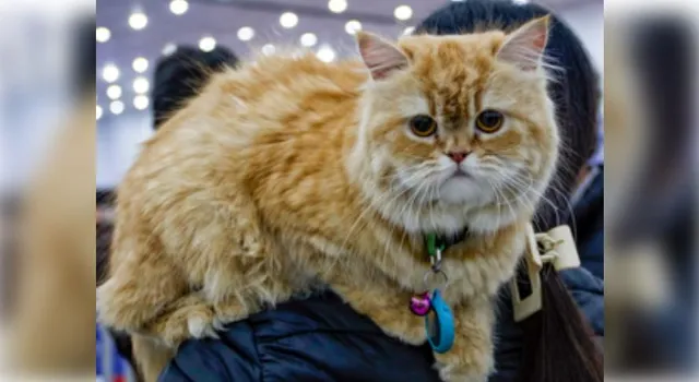 Cats may aid in developing treatments for dementia, Alzheimer’s in humans: Study