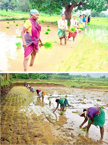 Vedanta Lanjigarh expands sustainable rice farming in Kalahandi under Sangam project