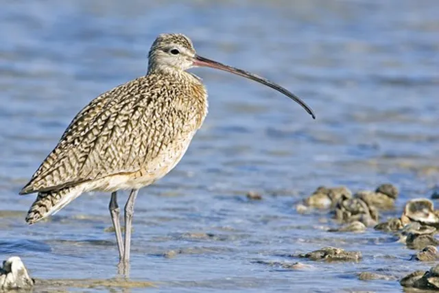Migratory bird slender-billed curlew extinct now
