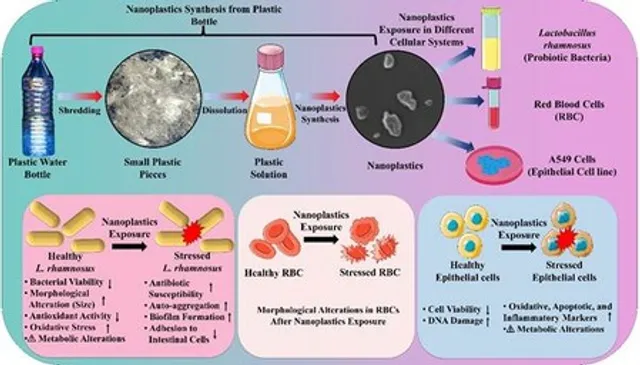 Nanoplastics from single-use PET bottles shown to harm the body, finds first Indian study