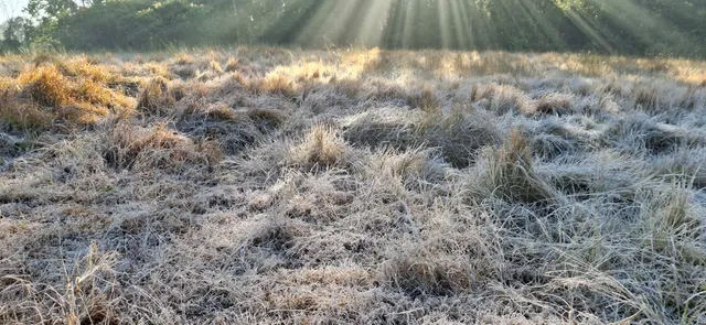 Rourkela shivers at 4.6°C, Bhubaneswar records 10.5°C as cold wave continues in Odisha