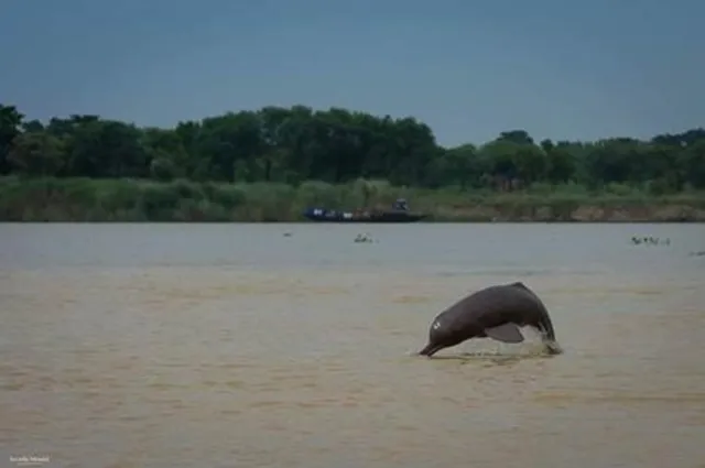 Estimation of riverine dolphins begins from Bijnor in Uttar Pradesh; survey in Odisha soon