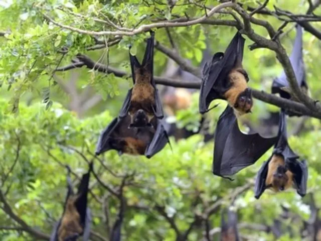 WHO monitoring Nipah cases in India, rules out travel curbs