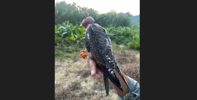 Amur falcons tagged in Manipur reach Africa; 3 birds tracked in Somalia, Zimbabwe & Botswana