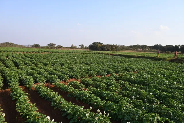 OMC strengthens agriculture-based livelihoods in Barbil mining region