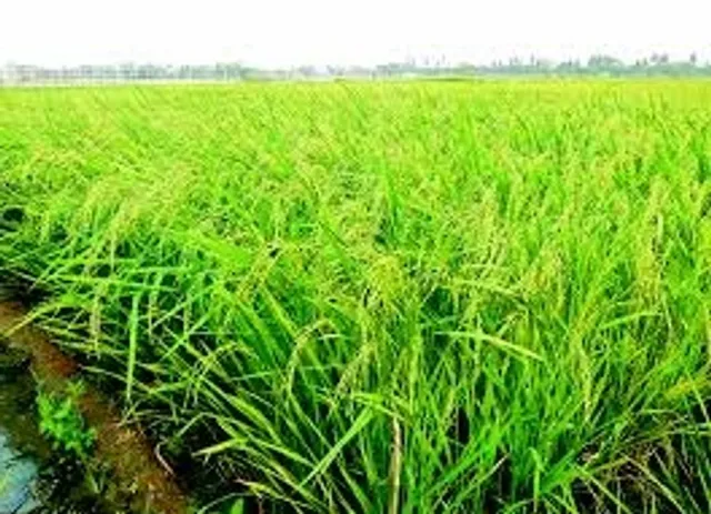 Odisha becomes first state to adopt digital survey in agri sector