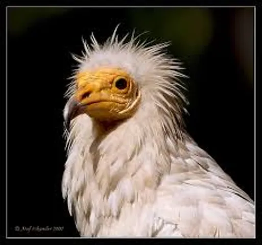 15 vulture species facing extinction set to get global protection