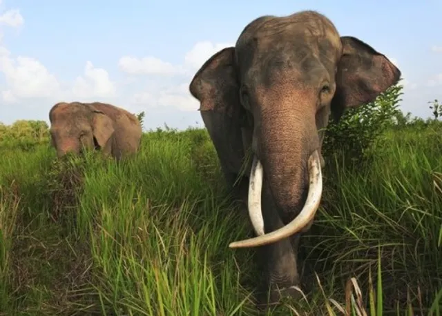 Africa's elephant population falls by 70 per cent over past 50 years: study