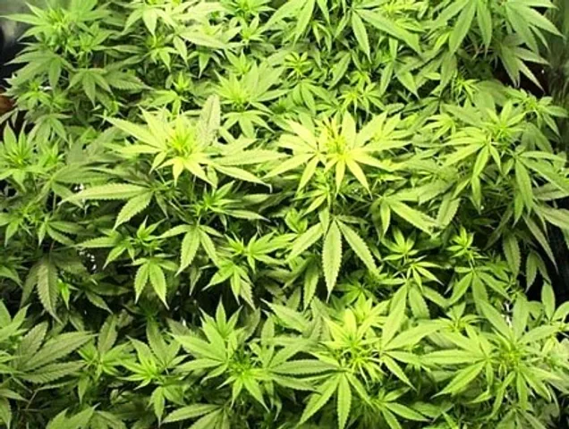 Increased marijuana use to spike toxic metals in blood & urine: Study