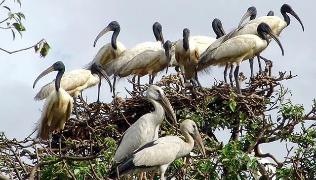 Odisha’s Bhitarkanika likely to get World Heritage Site tag