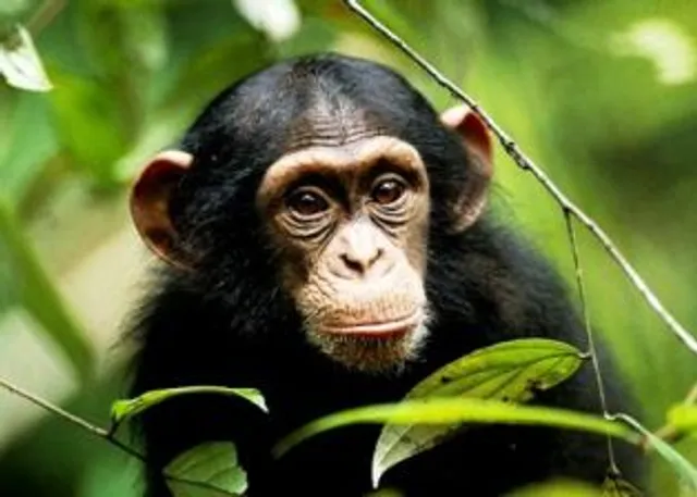 Chimpanzee dies in Odisha’s Nandankanan zoo