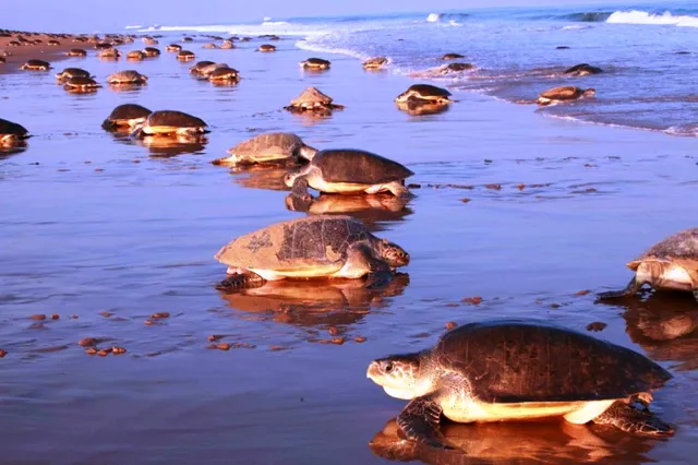 Olive Ridleys' No-Show At Gahirmatha : El N i n o  Or  More ?