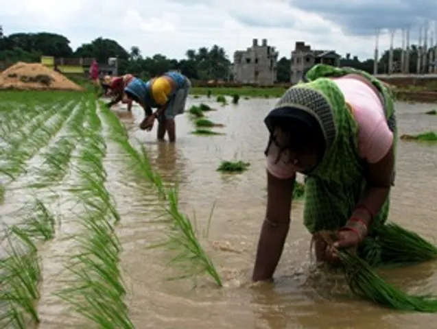 Nearly all Odisha farmers store their produce in their homes: study