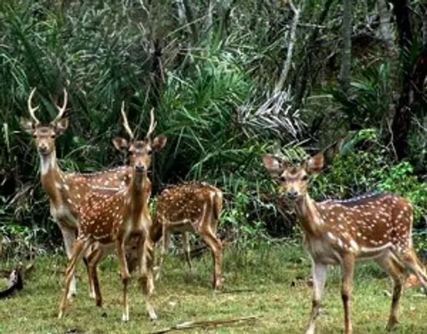 'Illicit trade threat to wildlife in Hindu Kush'