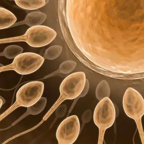 Moderate, continuous exercise may boost sperm quality