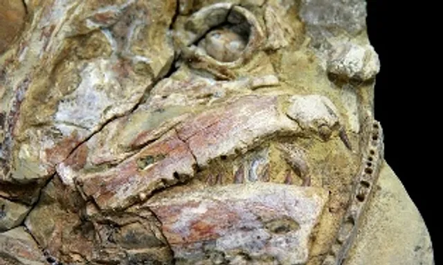 Bird fossil in China gives clues to feather colours