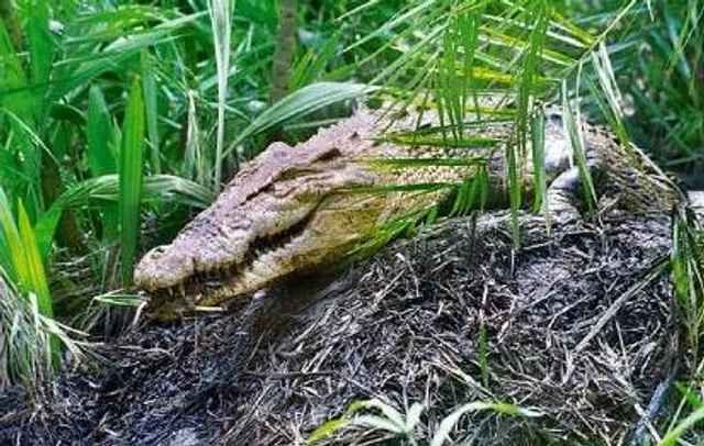 Odisha’s Bhitarkanika Park to reopen for tourists from Aug 1