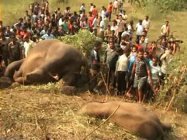Carcasses of three elephants found in Odisha forest