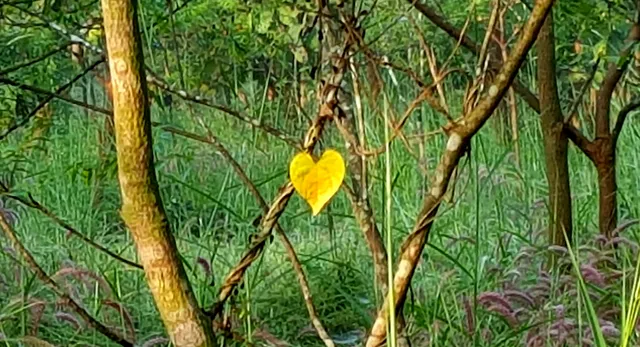 Photo Story : Nature's Heart