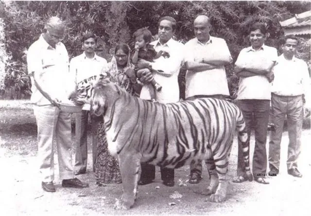 Khairi, The Tigress: Foster Daughter of Forest Official